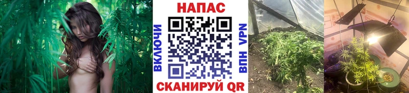 Шишки марихуана план Купить закладки Томск